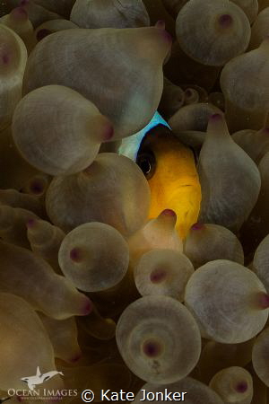 Clownfish in Bubble Anemone - Giannis D Wreck, Sha'Abu Nu... by Kate Jonker 