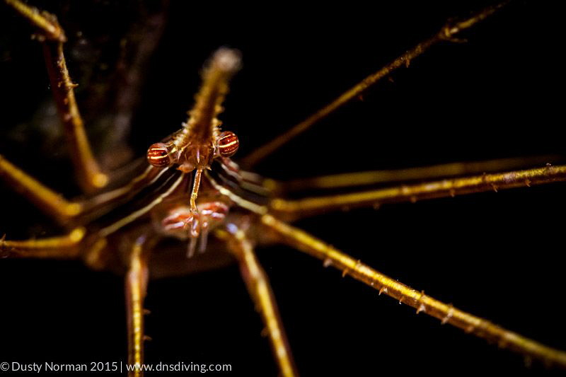 "Arrow Face"
A Close-up of a Yellow Lined Arrow Crab. by Dusty Norman 