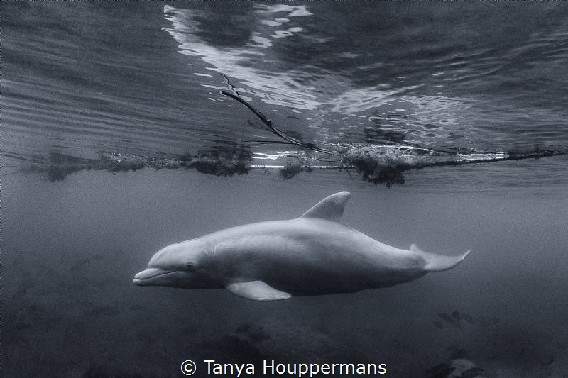 Apparition
A bottlenose dolphin makes a surprise visit a... by Tanya Houppermans 