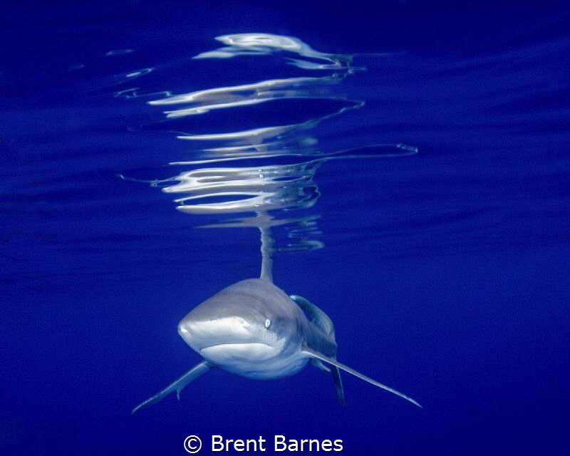 An oceanic white tip shark with vivid surface reflections... by Brent Barnes 