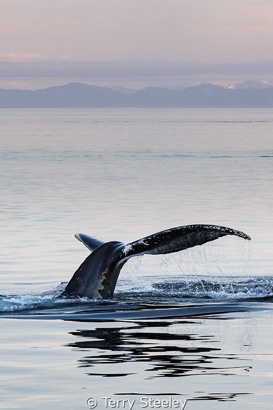 Sunset flukes. A splendid night of majestic whale flukes ... by Terry Steeley 