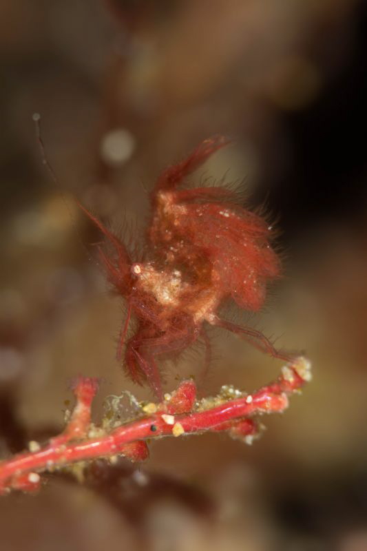 Red & hairy / Uncropped hairy shrimp
 by James Deverich 