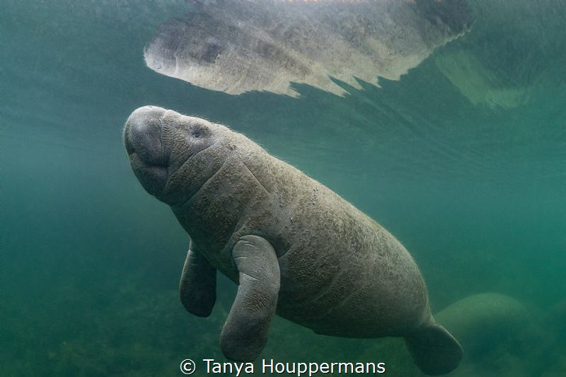 Gaining Independence
A manatee calf surfaces for a breat... by Tanya Houppermans 