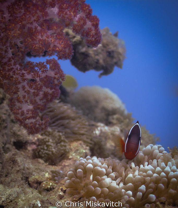 Soft Coral and Tomato clown fish in Fiji by Chris Miskavitch 