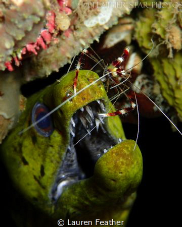 A Banded Coral Shrimp cleaning the teeth of a Fimbriated ... by Lauren Feather 