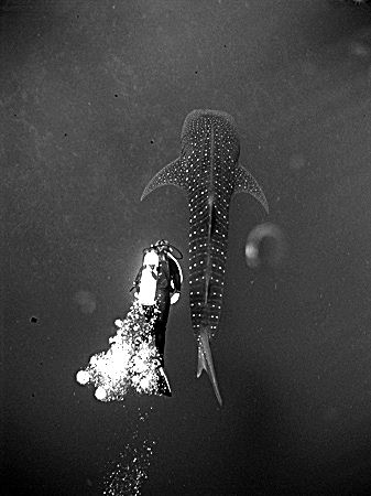 A diver alongside a whaleshark at Gladden Spit in Souther... by Martin Spragg 