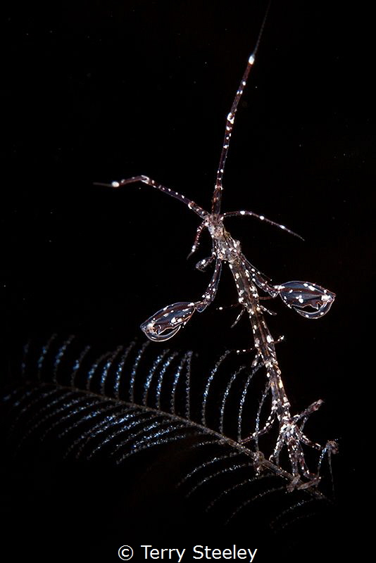 'Take me to your leader'. Skeleton shrimp
— Subal underw... by Terry Steeley 