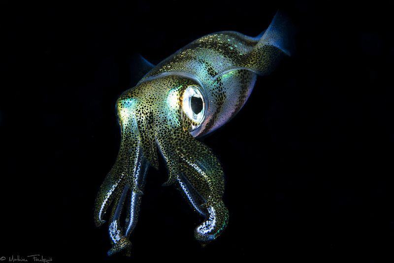 filipino squid #4 by Mathieu Foulquié 