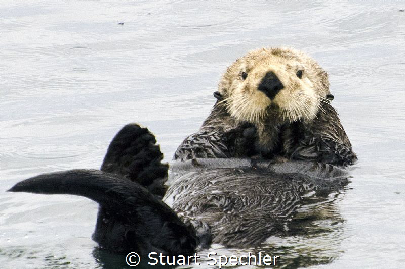 Friendly sea otter just chillin' in the chilly waters of ... by Stuart Spechler 