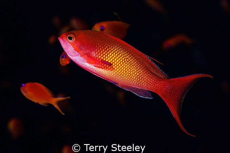 Dance of a thousand fish. Anthias, Marsa Shagra reef by Terry Steeley 