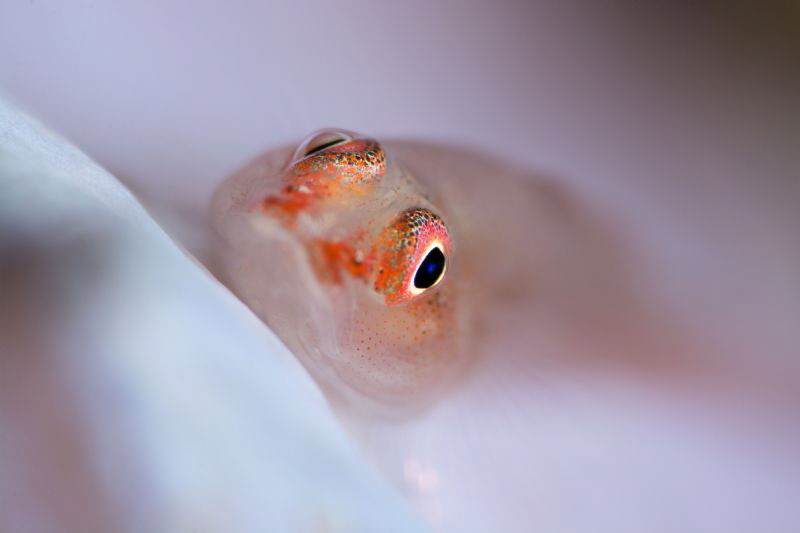 Goby by James Deverich 
