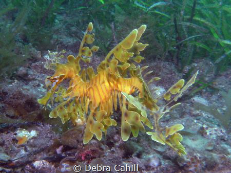 Leafy Sea Dragon Rapid Bay South Australia by Debra Cahill 