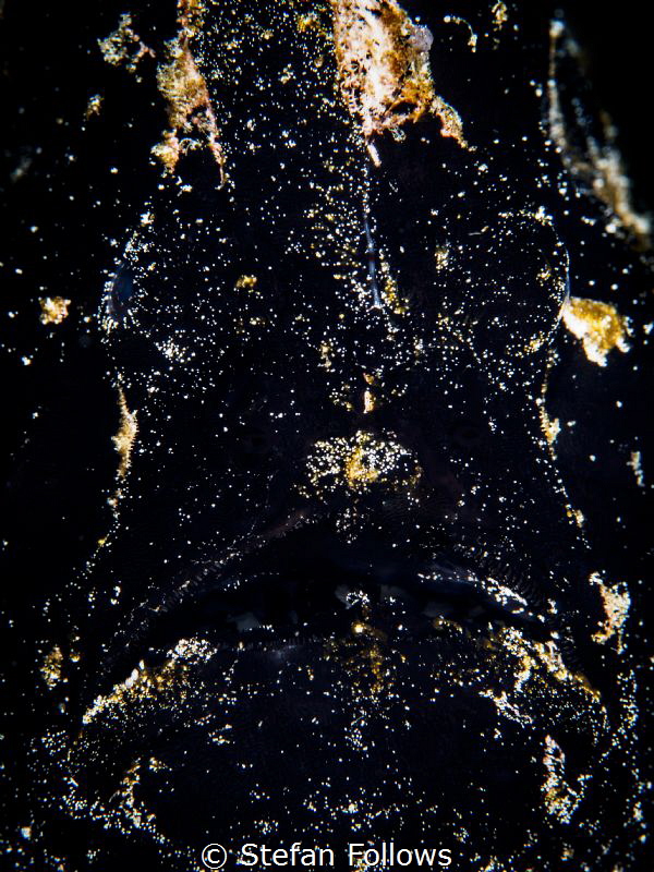 Starry Night. Giant Frogfish - Antennarius Commerson. Bal... by Stefan Follows 