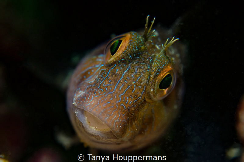 Funny Face
A blenny in the reefs off the coast of Clearw... by Tanya Houppermans 