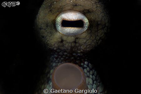 I got the key... do you? (playing with may new snouts) by Gaetano Gargiulo 