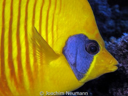 bluecheek butterflyfish by Joachim Neumann 