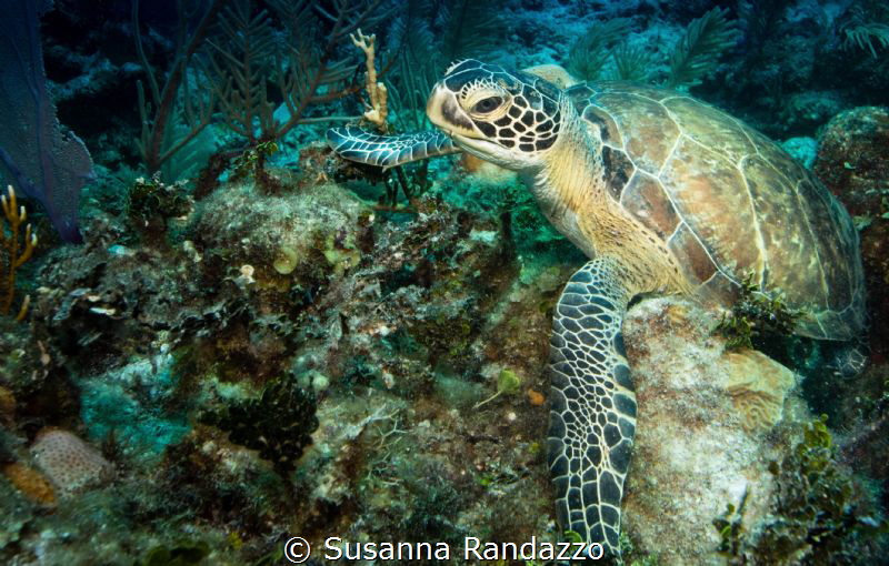 Green sea turtle by Susanna Randazzo 