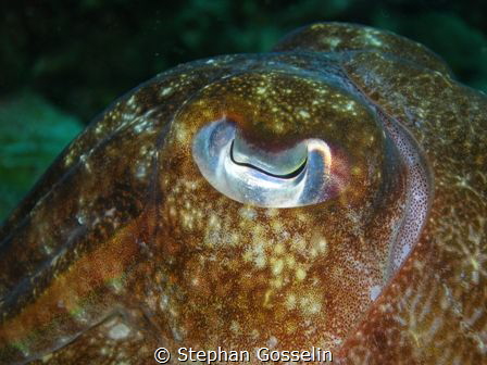 Cuttlefish's eye! up real close! by Stephan Gosselin 