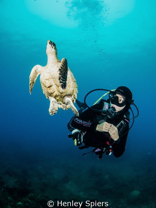 Diver and a Friendly Hawksbill Turtle by Henley Spiers 