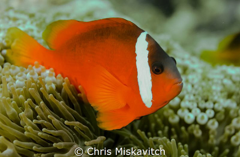 Tomato clown fish. by Chris Miskavitch 