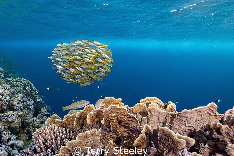 Ehrenberg Snappers, Elphinstone reef.
I'm no fan of scru... by Terry Steeley 