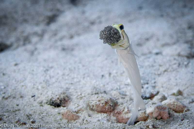 "Dad Skills" 
A Yellowhead Jawfish taking care of his yo... by Dusty Norman 
