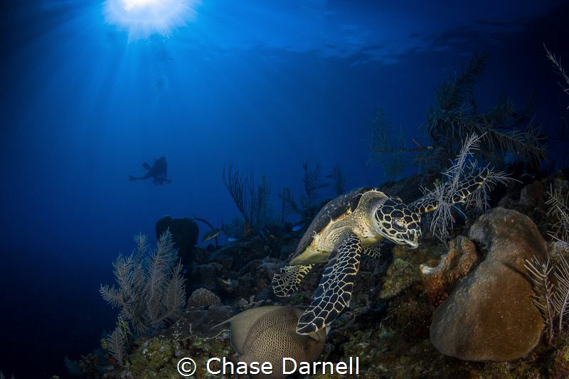 "My Reef"
A Hawksbill Turtle settling down to feed with ... by Chase Darnell 