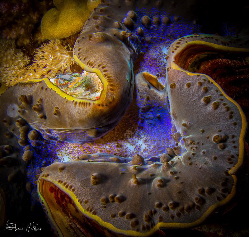 S-Curves.. Clams are nice subjects to work with compared ... by Steven Miller 