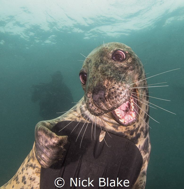 'Hello Cheeky'
An excited and boisterous atlantic grey s... by Nick Blake 