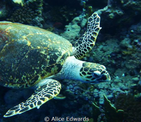 Friendly turtle at elphinstone reef by Alice Edwards 