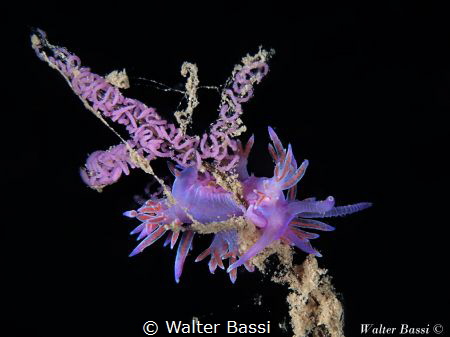 Flabellina with eggs by Walter Bassi 