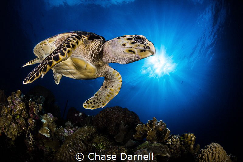 "Sun Kissin"
A Hawksbill Turtle cruises over the top of ... by Chase Darnell 
