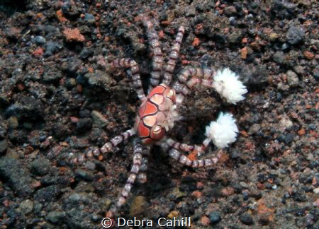 Boxer Crab - gloves up Tulamben Bali by Debra Cahill 