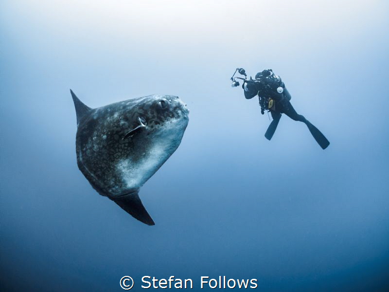It's just not my turn yet ... ! Southern Ocean Sunfish - ... by Stefan Follows 