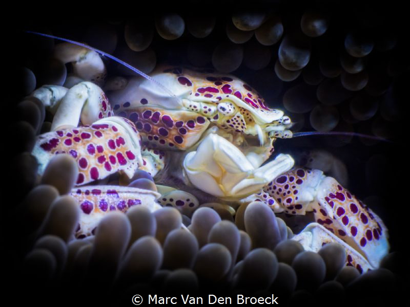 crab of porcelain by Marc Van Den Broeck 
