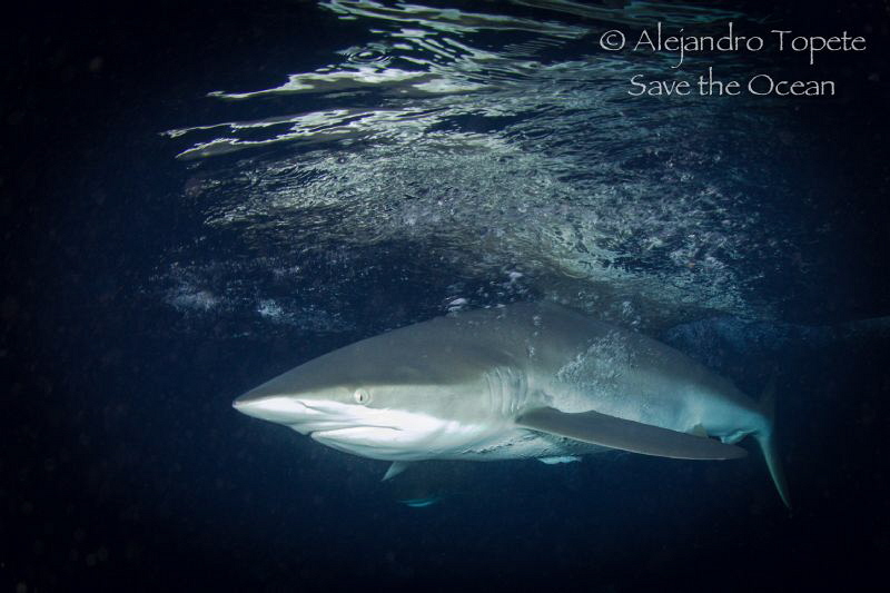 Silky Shark, Isla Darwing, Galápagos Ecuador by Alejandro Topete 