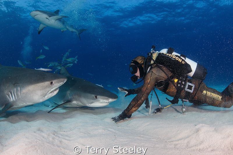 'Down Boy'. Rowdy tiger sharks occasionally require a cal... by Terry Steeley 