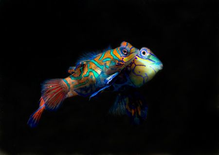 Mating mandarin fish taken at dusk on Paradise dive site ... by Jean-Philippe Trenque 