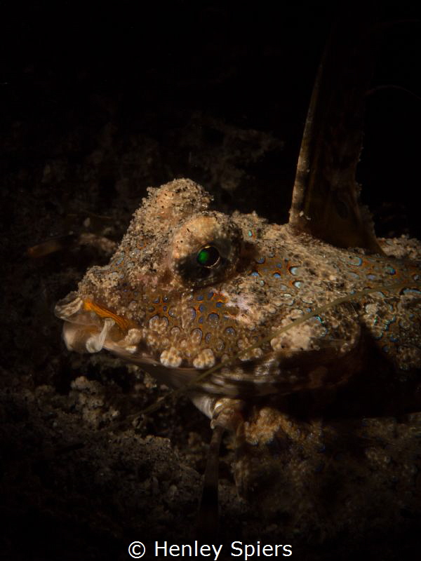Fingered Dragonet by Henley Spiers 