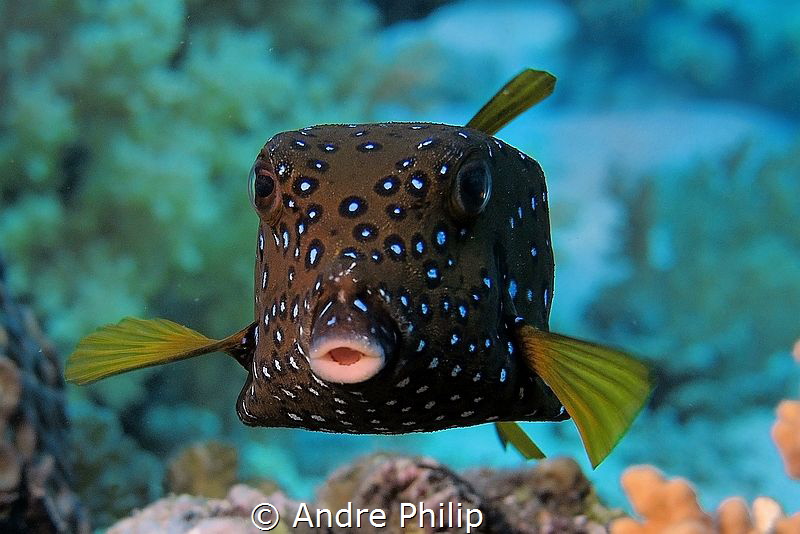 "Cute Cube" - Boxfish (Ostracion cubicus-Young Adult) by Andre Philip 