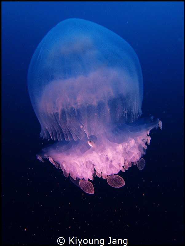 Jellyfish~ by Kiyoung Jang 