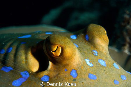 Eyes from a Blue Spotted Ray
Sony NEX 7, Nauticam Housin... by Dennis Kasa 