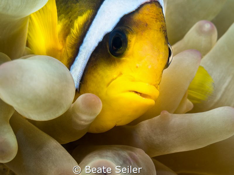 Clownfish by Beate Seiler 