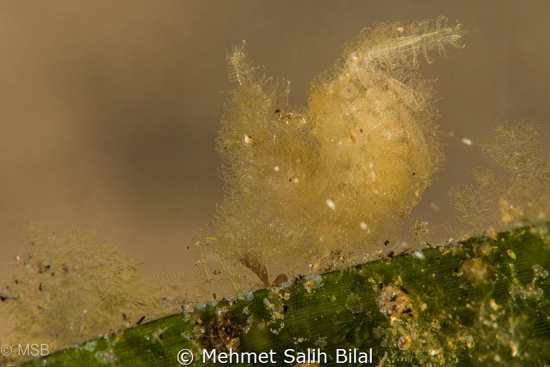 Hairy shrimp with big eye. Nikon D800, Micro 105 and SMC. by Mehmet Salih Bilal 
