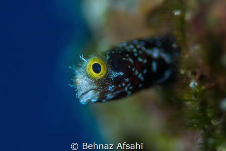 Spinnyhead blenny is a tiny little blenny and a challengi... by Behnaz Afsahi 