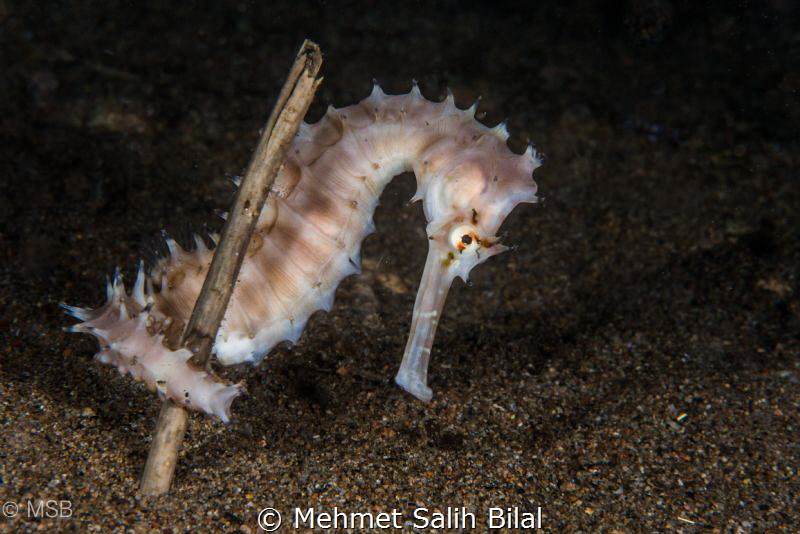 Thorny seahorse. Dauin. by Mehmet Salih Bilal 