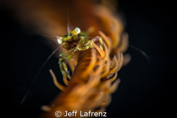 Tiny Caribbean Wire Coral Shrimp hanging out at about 15m... by Jeff Lafrenz 