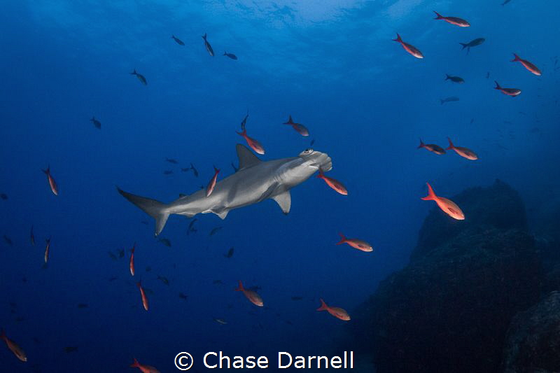 "Clean Me"
The Hammerheads would almost freeze their mot... by Chase Darnell 