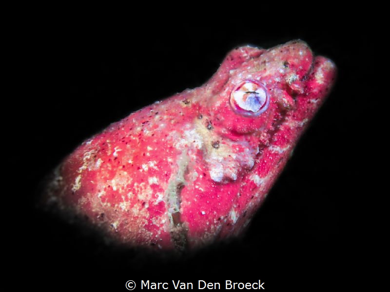 red eel by Marc Van Den Broeck 