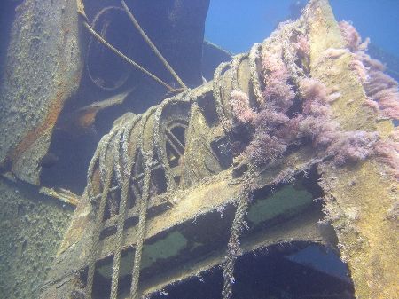 Cable winch on the Million Hope wreck in Nabq area, Sinai... by Nikki Van Veelen 